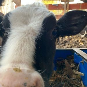 Meet your Posher, Angelica